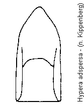 hypera_adspersa.gif