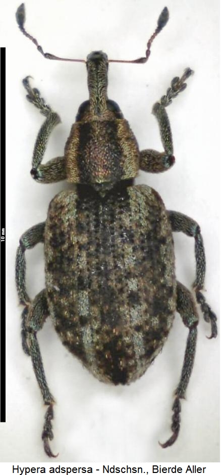 hypera_adspersa_hab.jpg