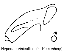 hypera_carinicollis_ruessel.gif