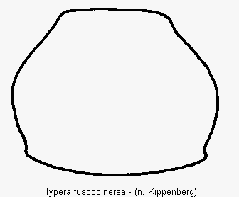 hypera_fuscocinerea_hsch.gif