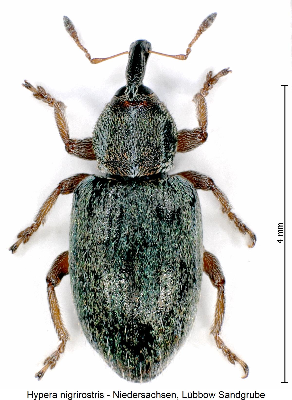 hypera_nigrirostris_hab.jpg