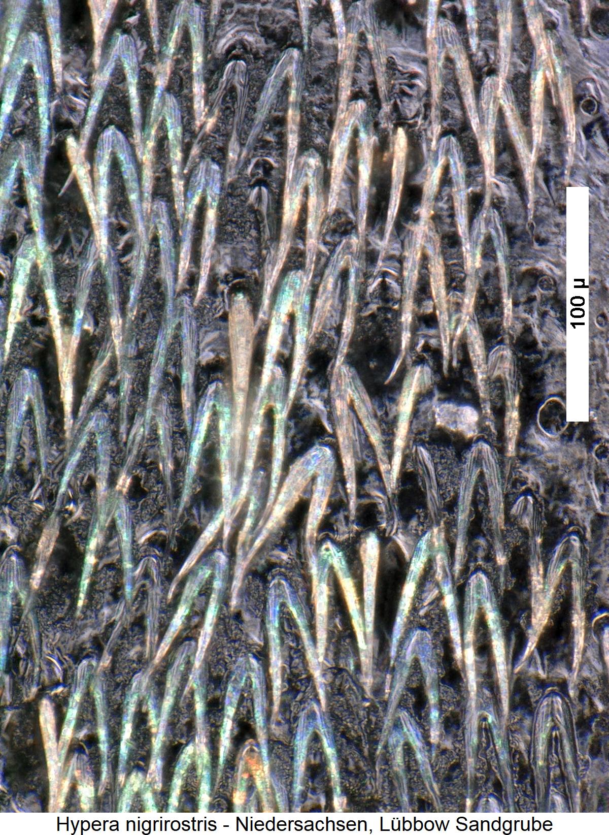 hypera_nigrirostris_int.jpg
