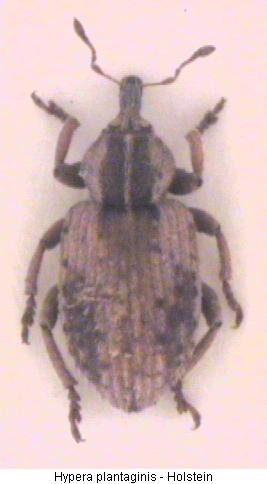 hypera_plantaginis_hab.jpg