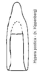 hypera_postica.gif