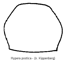 hypera_postica_hsch.gif