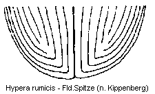 hypera_rumicis_fld.gif