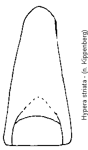 hypera_striata.gif