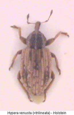 hypera_venusta_hab.jpg