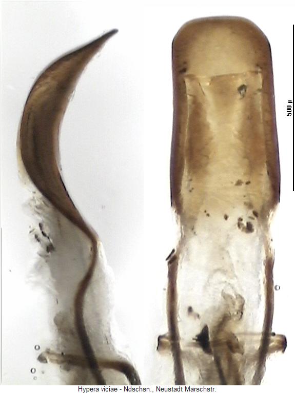 hypera_viciae.jpg