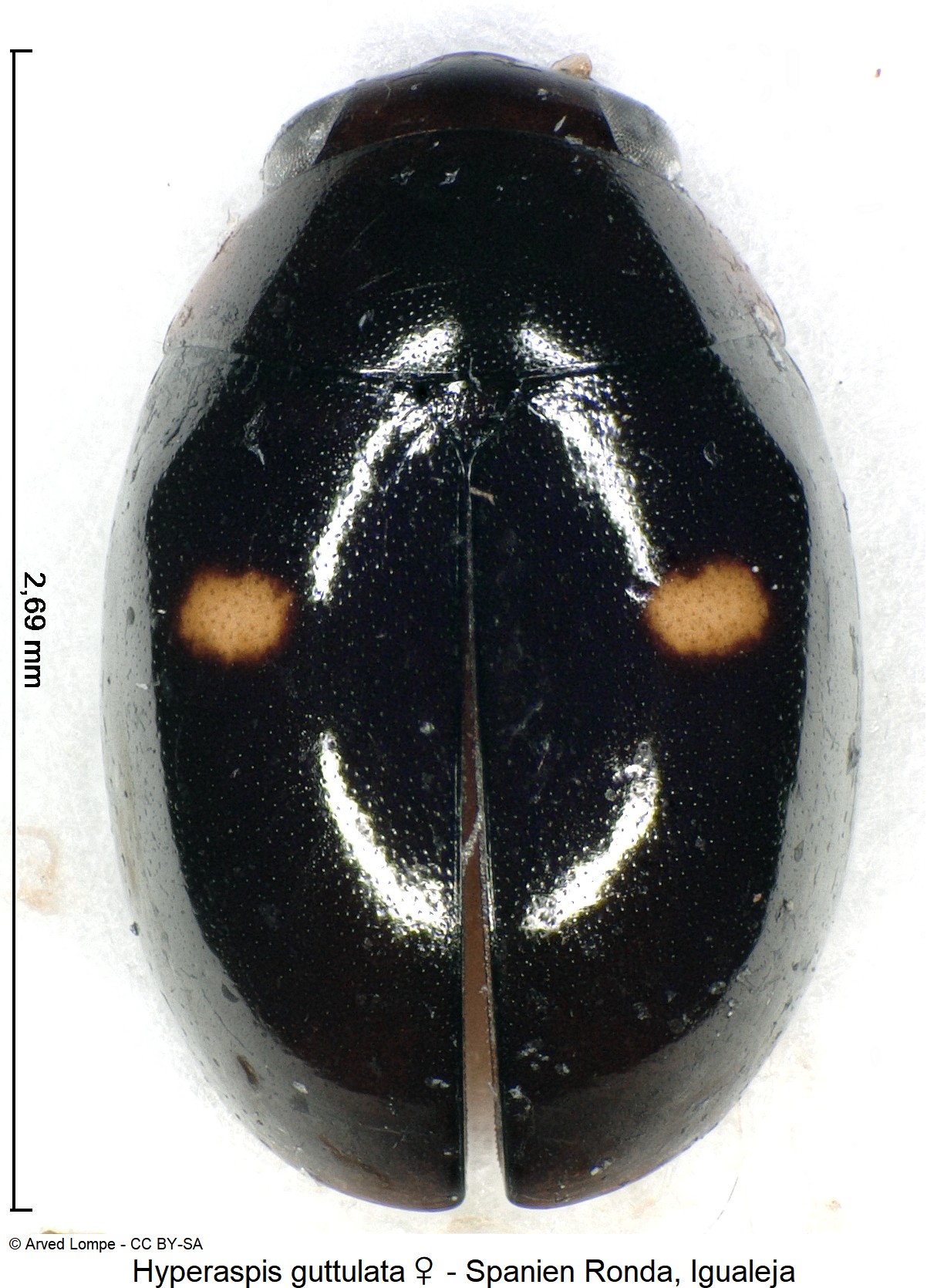 hyperaspis_guttulata_w_ck34504756_hab.jpg