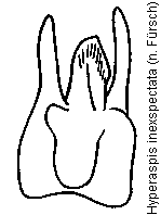 hyperaspis_inexpectata.gif