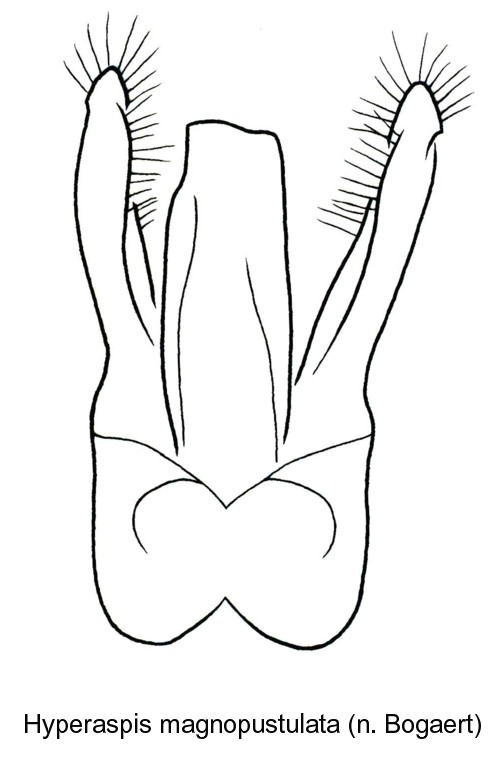 hyperaspis_magnopustulata_bl.jpg