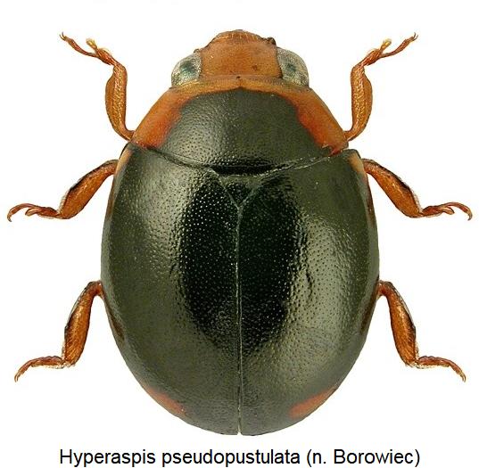 hyperaspis_pseudopustulata_hab.jpg