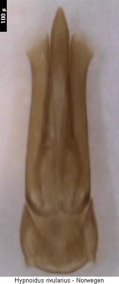 hypnoidus_rivularius.jpg
