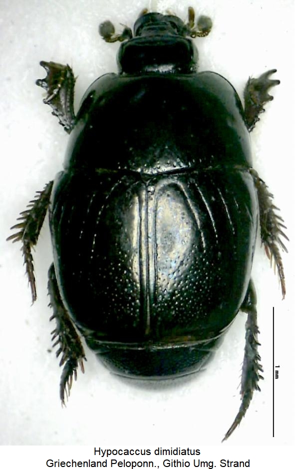 hypocaccus_dimidiatus_hab.jpg