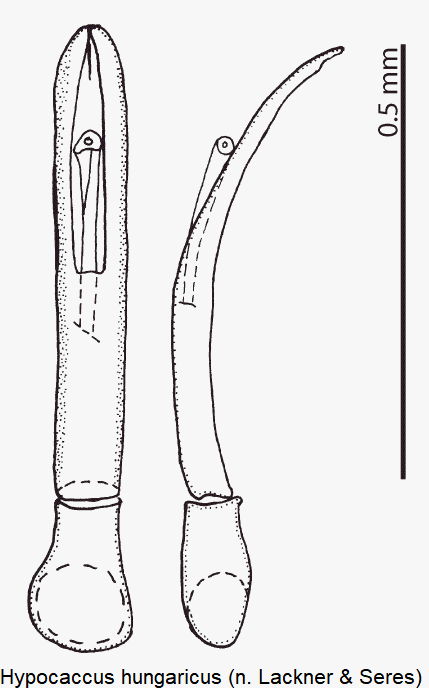 hypocaccus_hungaricus.gif