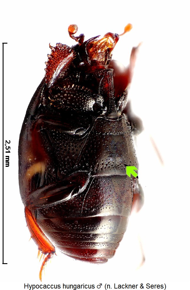 hypocaccus_hungaricus_us.jpg