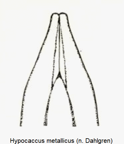 hypocaccus_metallicus.gif