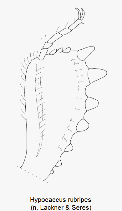 hypocaccus_rubripes_vschn.gif
