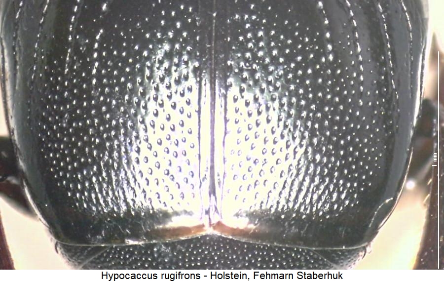hypocaccus_rugifrons_fld.jpg