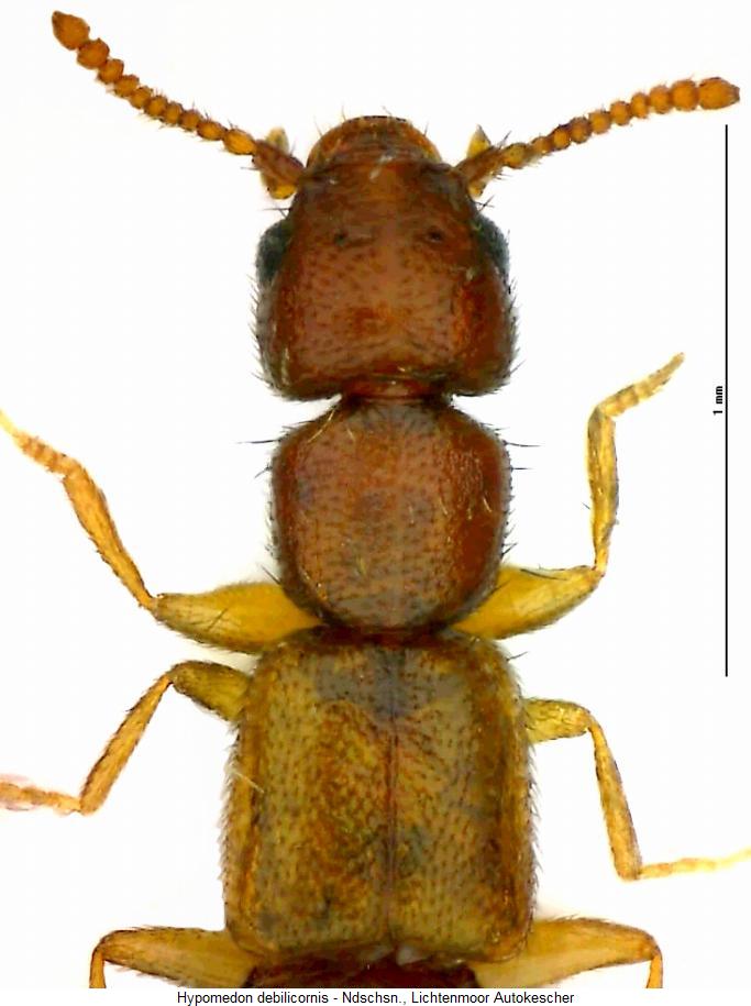 hypomedon_debilicornis_vk.jpg