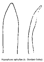 hypophyes_aphyllae.gif