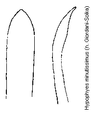 hypophyes_minutissimus.gif