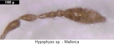 hypophyes_sp_f.jpg
