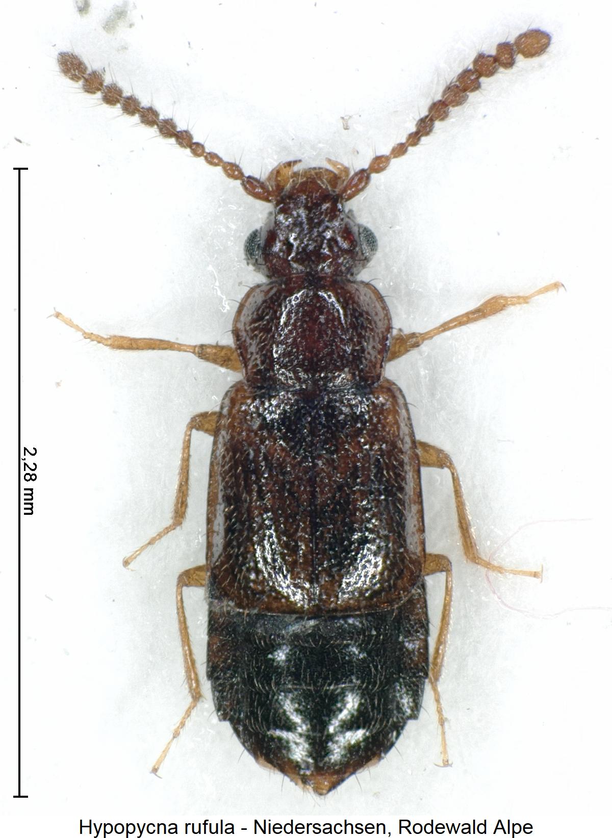 hypopycna_rufula_hab.jpg