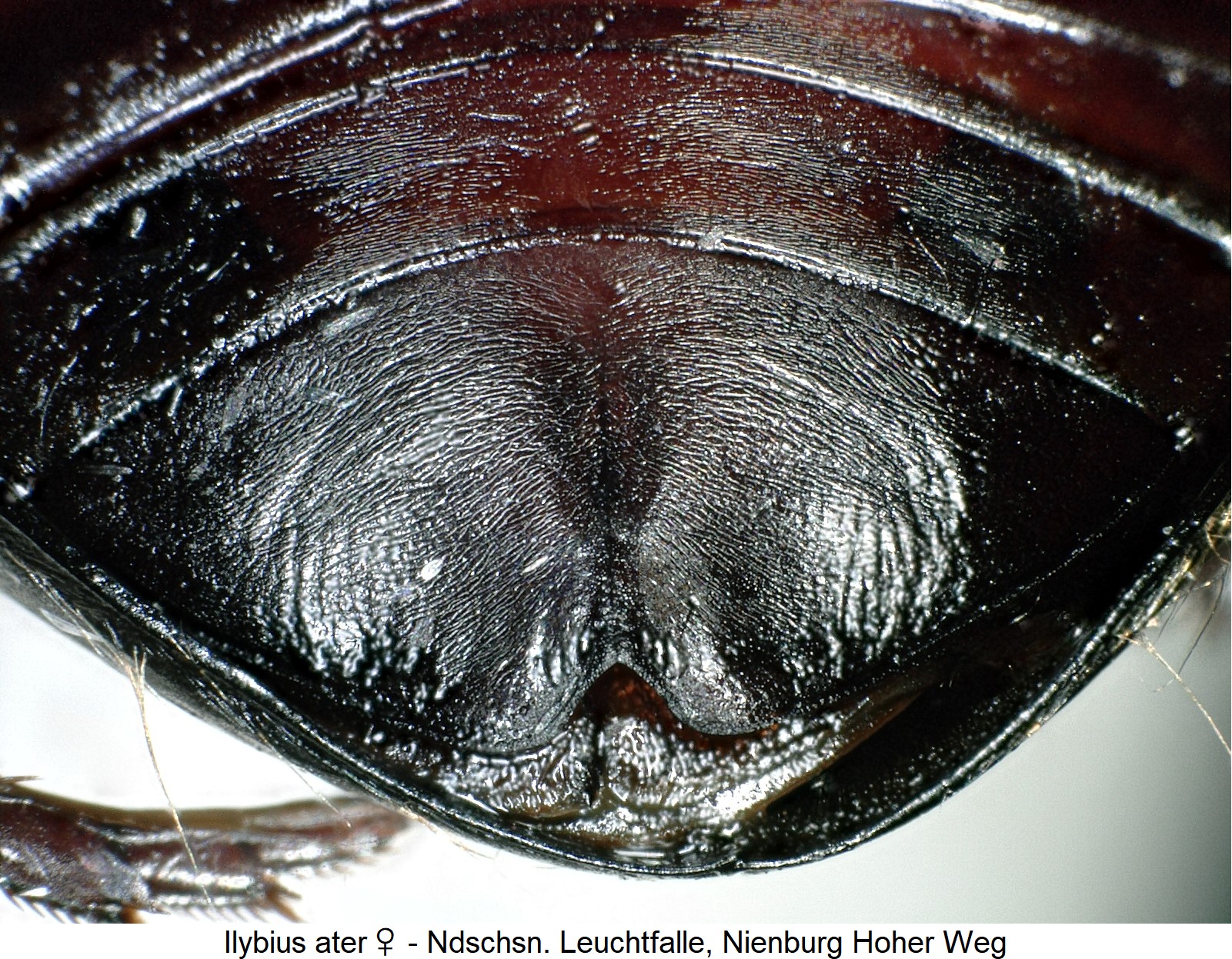 ilybius_ater_w_ck36120342_ster.jpg