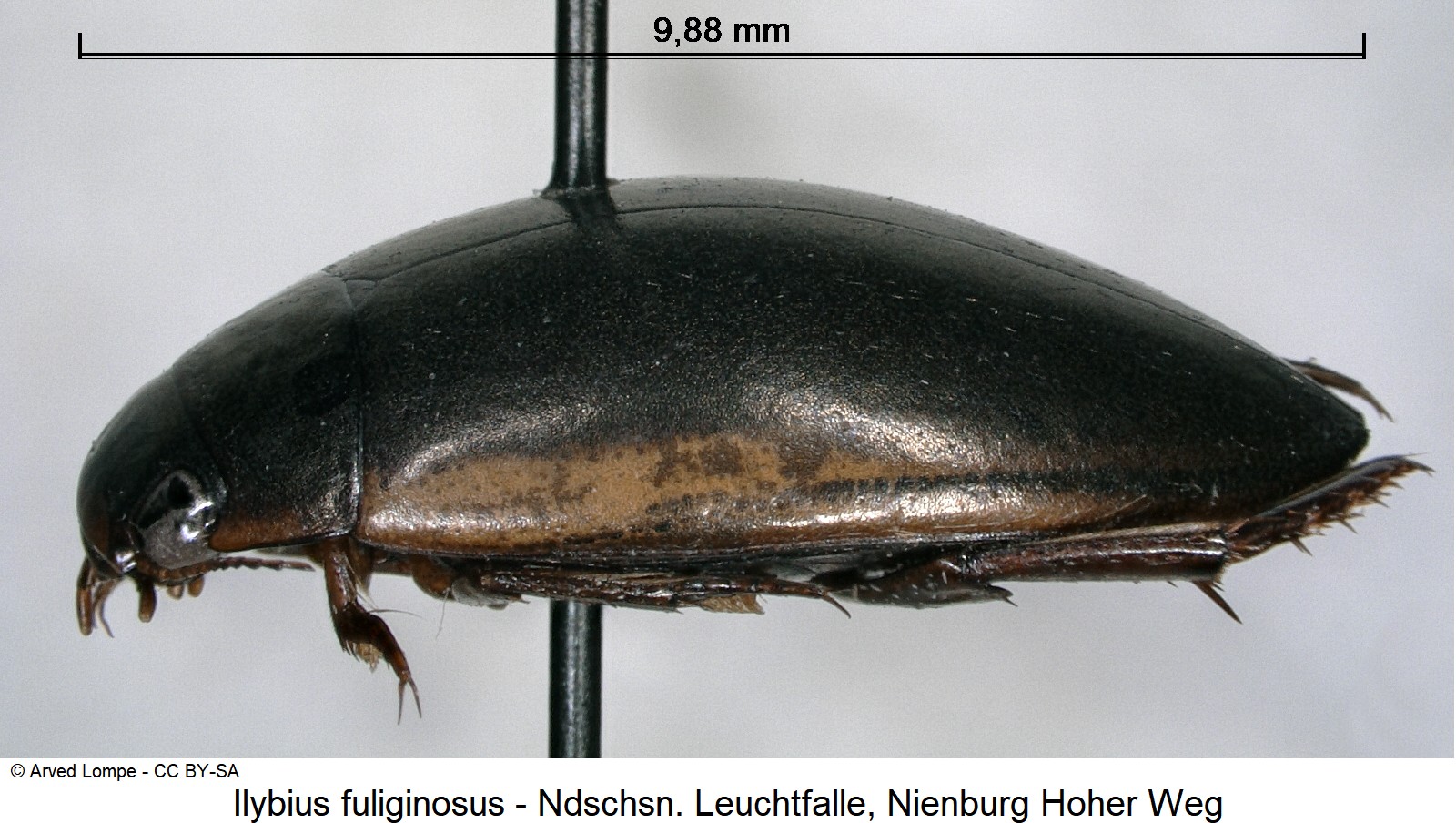 ilybius_fuliginosus_ck36401025_sa.jpg