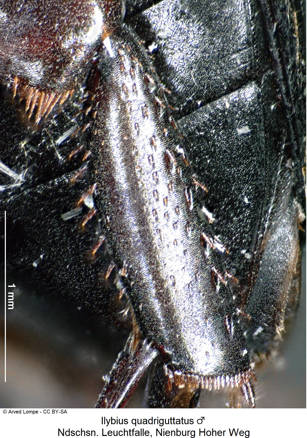ilybius_quadriguttatus_m_ck36246815_hschn.jpg