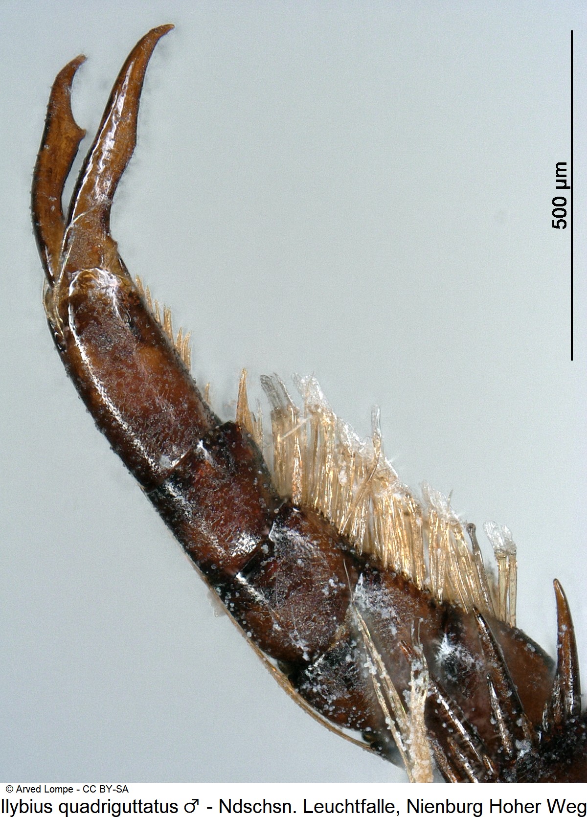 ilybius_quadriguttatus_m_ck36246815_vtr.jpg
