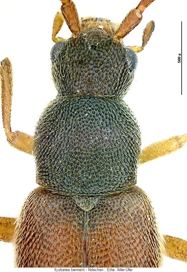 ilyobates_bennetti_vk.jpg