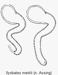 ilyobates_merkli_sperm.gif