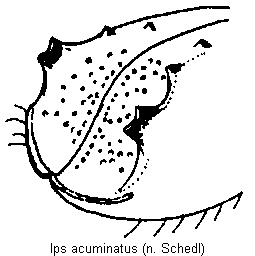ips_acuminatus_fld.gif