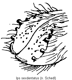 ips_sexdentatus_fld.gif