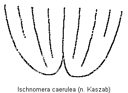 ischnomera_caerulea_fld.gif