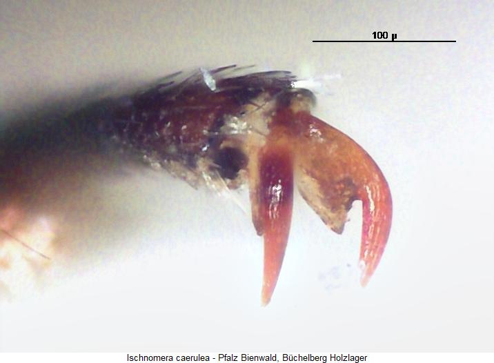 ischnomera_caerulea_mtr.jpg