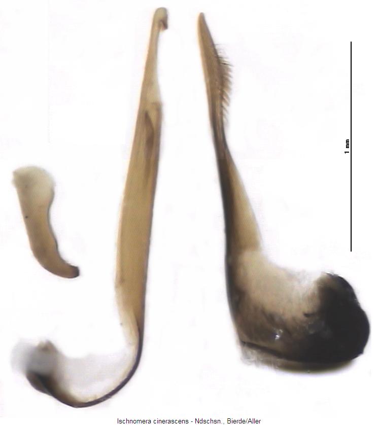 ischnomera_cinerascens2.jpg