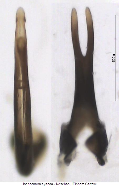ischnomera_cyanea.jpg