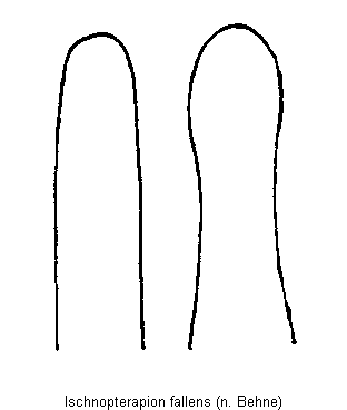 ischnopterapion_fallens.gif