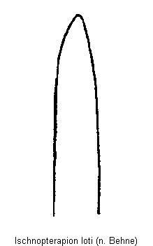 ischnopterapion_loti.gif