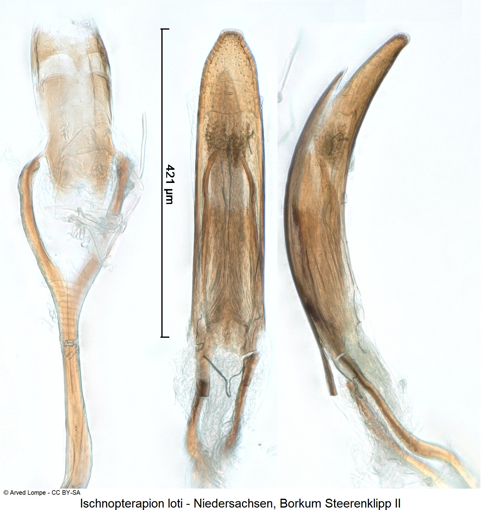 ischnopterapion_loti_ck33127880.jpg