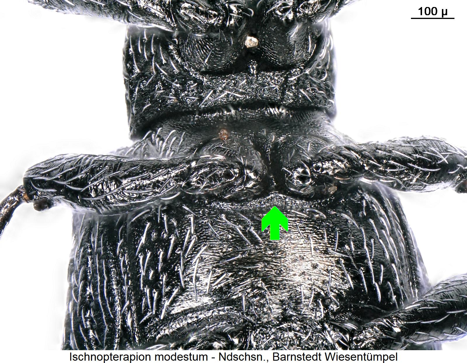 ischnopterapion_modestum_mbr.jpg