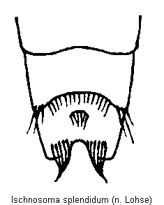 ischnosoma_splendidum_hlb.gif