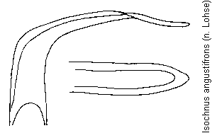 isochnus_angustifrons.gif