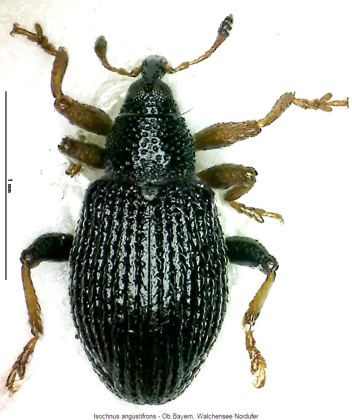 isochnus_angustifrons_hab.jpg