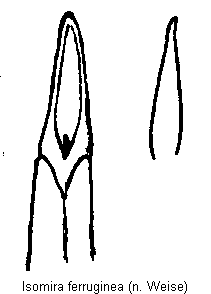 isomira_ferruginea.gif