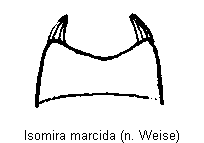 isomira_marcida_sternit6.gif
